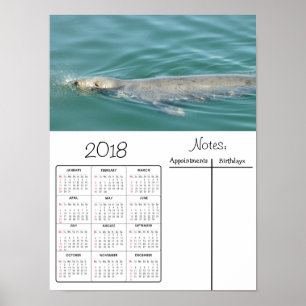 Poster Cartaz do Calendário de 2018 de Foto de Foca Fofa