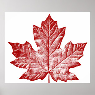 Poster Cartaz do Canadá Folha de Bordo do Canadá Impressã