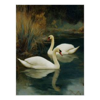 Póster Cartaz do Casal de Cisnes Preto e Branco
