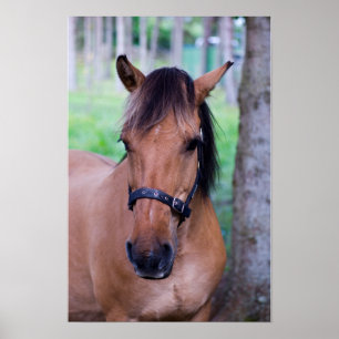 Poster Cartaz do Cavalo Fjord Norueguês