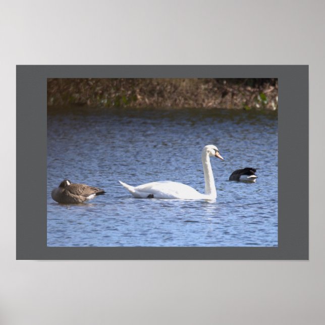 Poster Cartaz do Cisne (Frente)