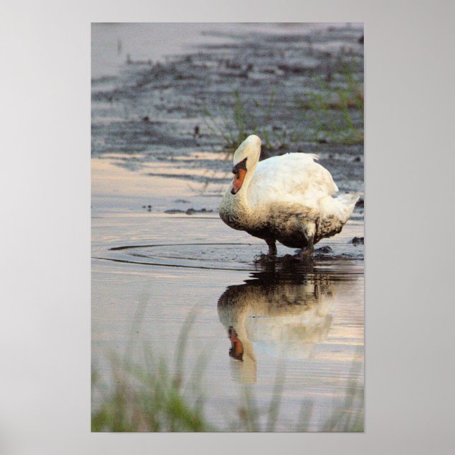 Poster Cartaz do Cisne (Frente)
