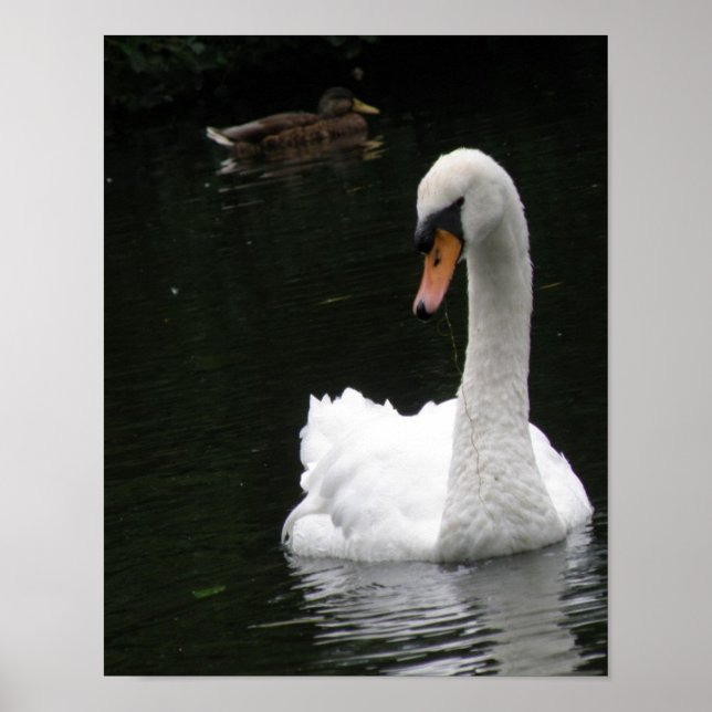 Poster Cartaz do Cisne Branco (Frente)