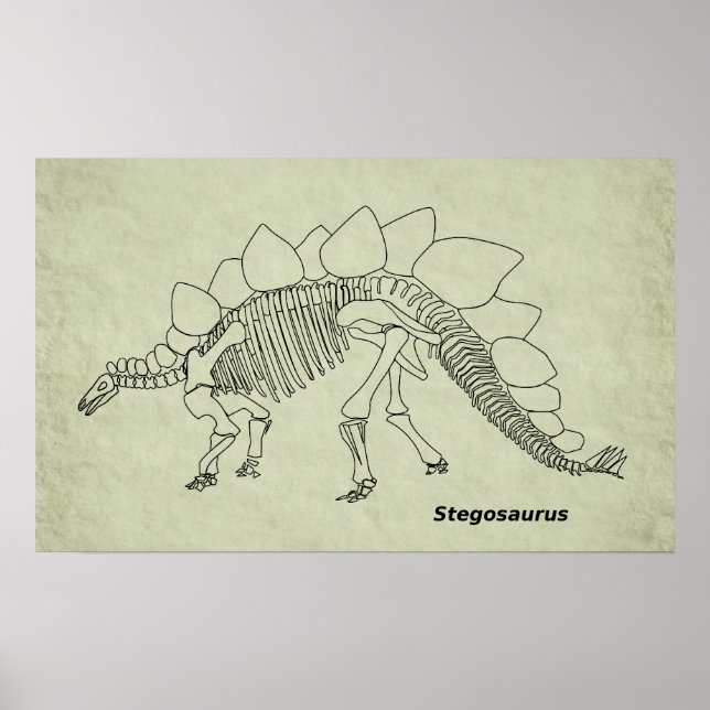 Poster Cartaz do Esqueleto de Stegosaurus (Frente)