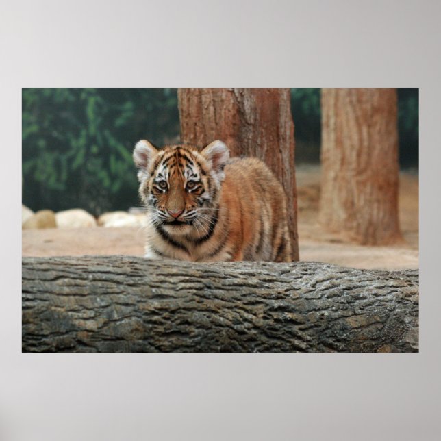 Poster Cartaz do Filhote de Tigre (Frente)