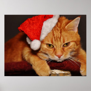Poster Cartaz do Gato Mal-Humorado com um Chapéu Vermelho