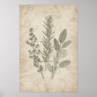 Poster Cartaz do Herbário de Alecrim Tomilho e Salva Vint