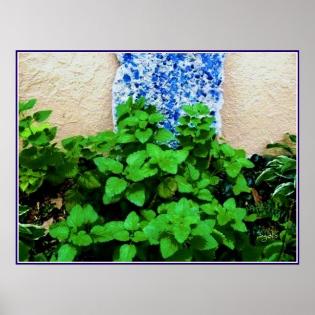 Póster Cartaz do Jardim de Ervas de Limão Bálsamo (Frente)