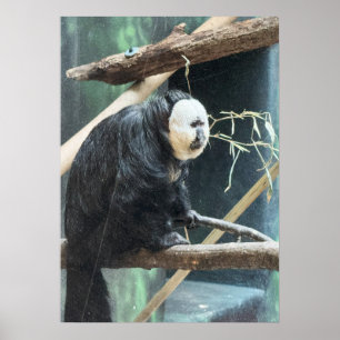 Poster Cartaz do Macaco Saki de Cara Branca