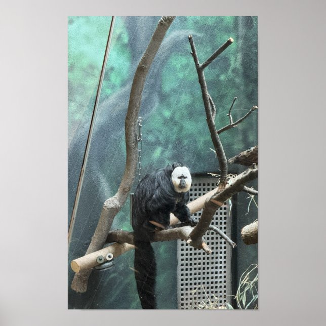 Poster Cartaz do Macaco Saki de Cara Branca (Frente)