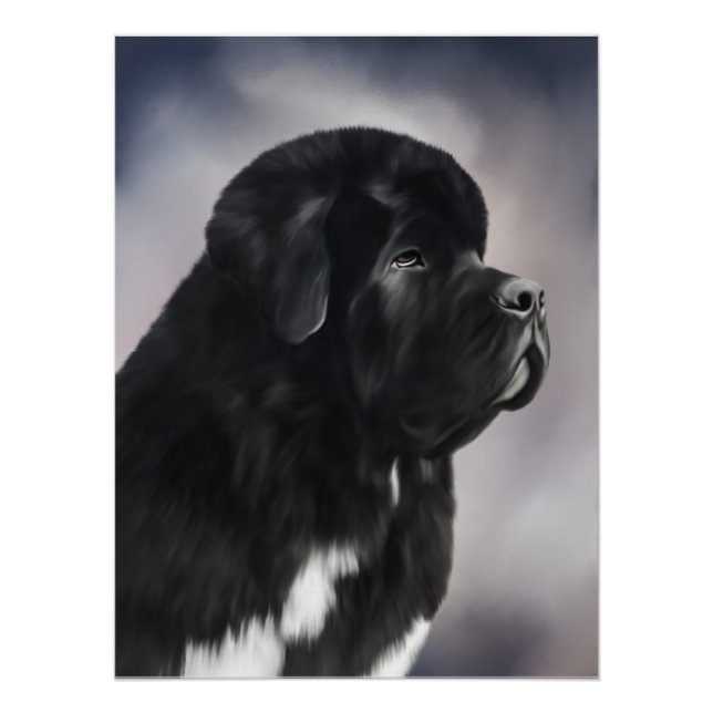 Póster Cartaz do Notta Bear Landseer Newfoundland (Frente)