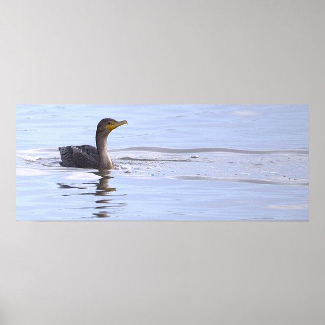 Poster Cartaz do Pássaro Cormorão de Dupla Crista (Frente)