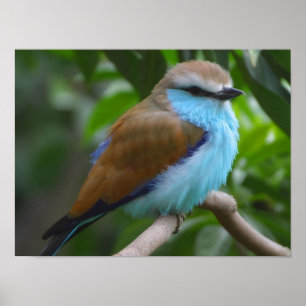 Póster Cartaz do Pássaro Rola-de-raquete-azul A PARTIR DE