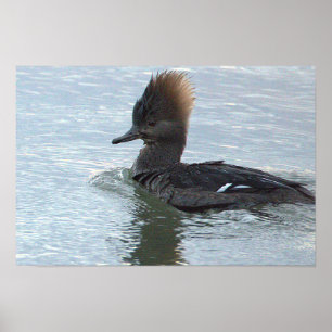 Poster Cartaz do Pato Mergulhão Capuz