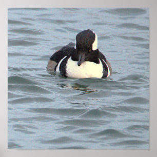 Poster Cartaz do Pato Mergulhão-de-capuz
