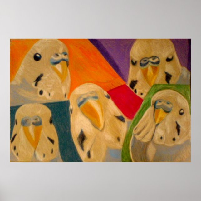 Póster Cartaz do Periquito Australiano Budgie (Frente)