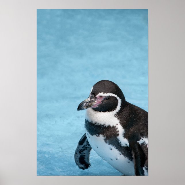 Póster Cartaz do Pinguim-de-magalhães (Frente)