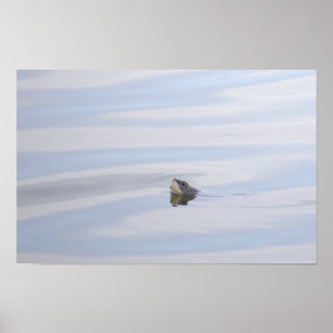 Poster Cartaz do Rosto de Tartaruga Diamondback Terrapin