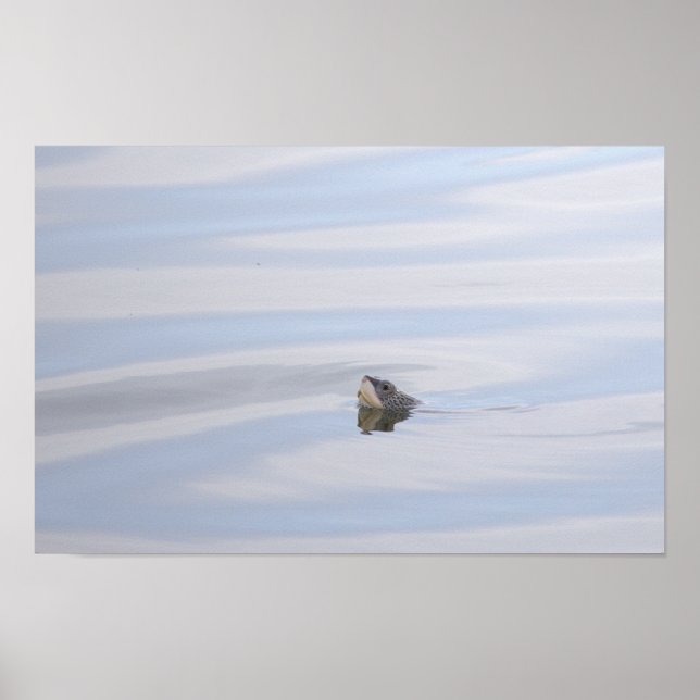 Poster Cartaz do Rosto de Tartaruga Diamondback Terrapin (Frente)