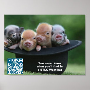 Poster Cartaz do STLC West Hat