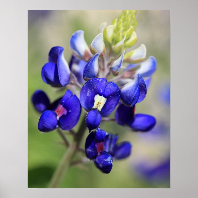 Poster Cartaz do Texas Bluebonnet (Frente)