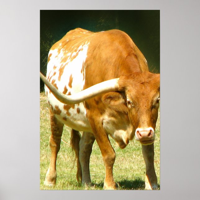 Póster Cartaz do Texas Longhorn de Perto (Frente)