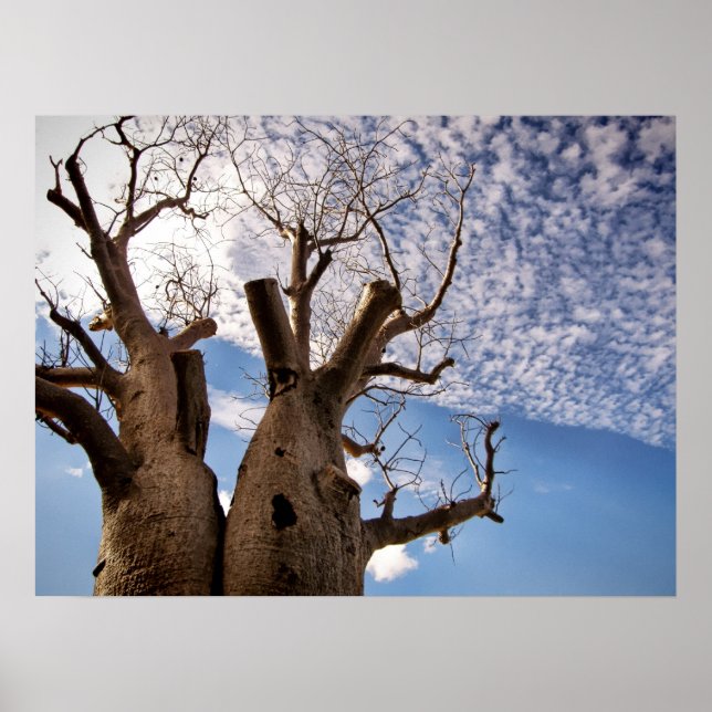 PÓSTER CARTAZ DO TREE BOAB (Frente)