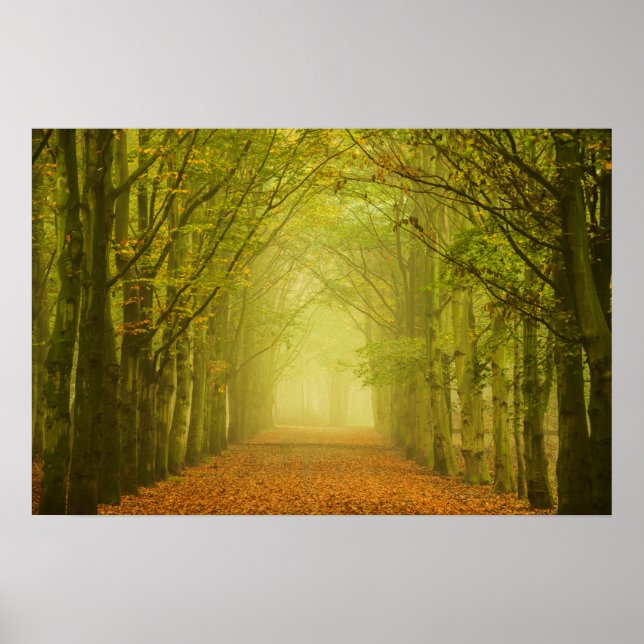 Póster Cartaz do túnel de luz na floresta (Frente)