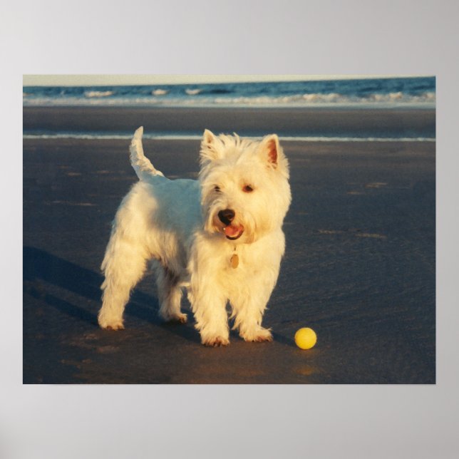 Poster Cartaz do Westie com uma Bola Amarela (Frente)