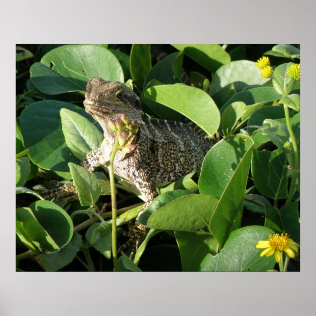 Póster Cartaz Dragão Escondido Lagarto Austrália ZIZZAGO (Frente)