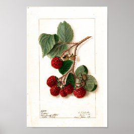 Poster Cartaz - Eaton Red Raspberries Ellen Schutt 1906