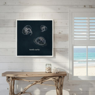 Poster Cartaz Educativo da Aurelia aurita