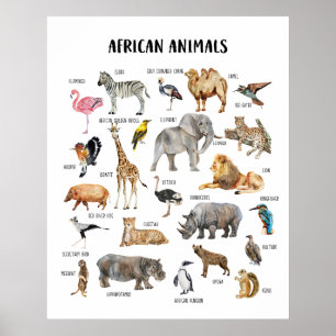 Poster Cartaz Educativo de Animais Africanos para Sala de