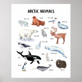 Poster Cartaz Educativo de Animais do Ártico para Sala de