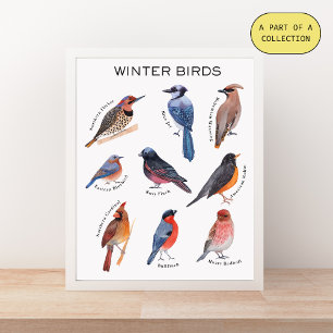 Póster Cartaz Educativo de Aves de Inverno