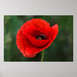 Poster Cartaz - Elegância do Papoula
