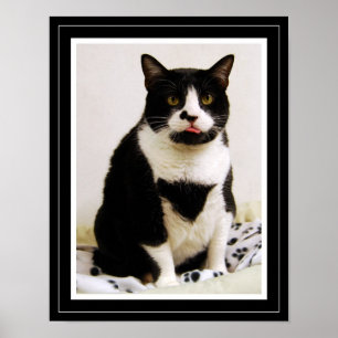 Poster Cartaz engraçado do gato smoking