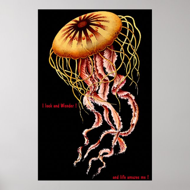 Poster Cartaz Felino (Frente)
