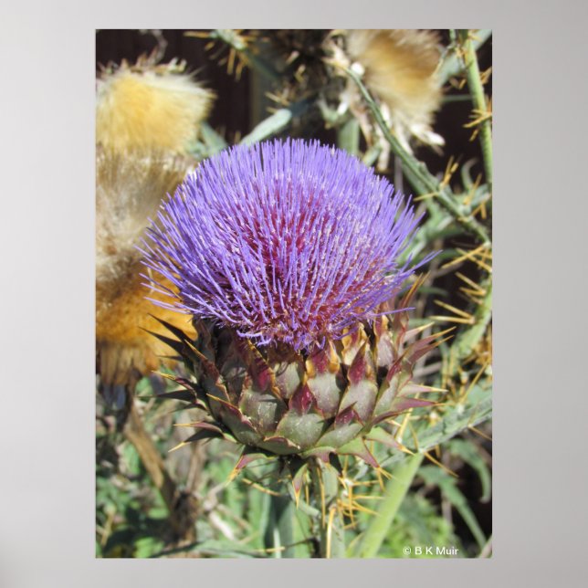 Póster Cartaz - Flor de Cardo Roxo Única (Frente)