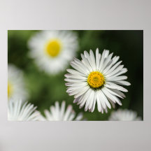 Cartaz Flor de Margarida em Flor