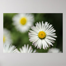 Poster Cartaz Flor de Margarida em Flor