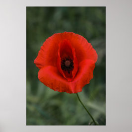 Poster Cartaz Flor de Papoula Fotografia da Natureza
