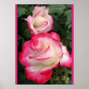 Poster Cartaz Floral de Rosas Vermelhas Jardim de Flores