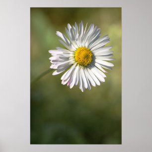 Poster Cartaz Fotografia Floral de Margarida Natureza