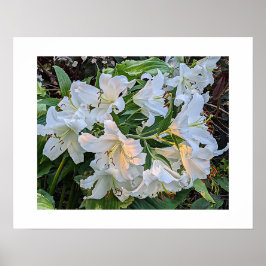Poster Cartaz Fotográfico Floral White Lily Blooms