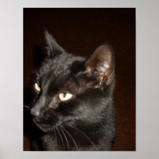 Poster cartaz GATO PRETO