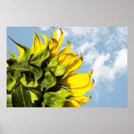 Poster Cartaz - Girassol e céu