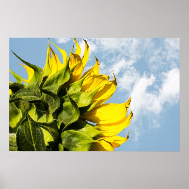 Poster Cartaz - Girassol e céu (Frente)