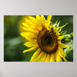 Poster Cartaz - Girassol Iluminado pelo Sol