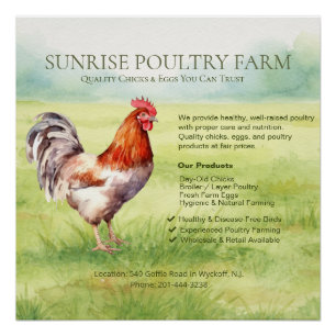 Póster Cartaz Glossy de Granja de Frangos